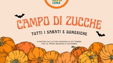 Campo di zucche